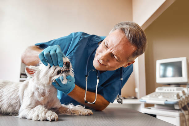 Best Mobile Emergency Dentist in North Bonneville, WA